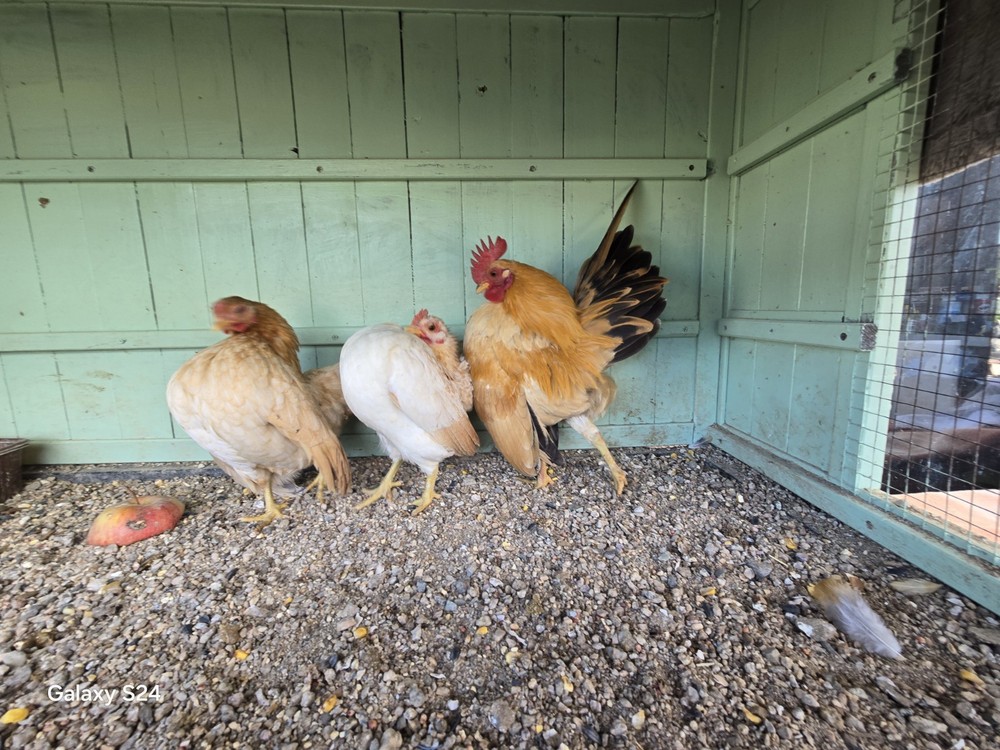 6++ Extreme Malaysian Serama Chicken Hatching Eggs (micro)
