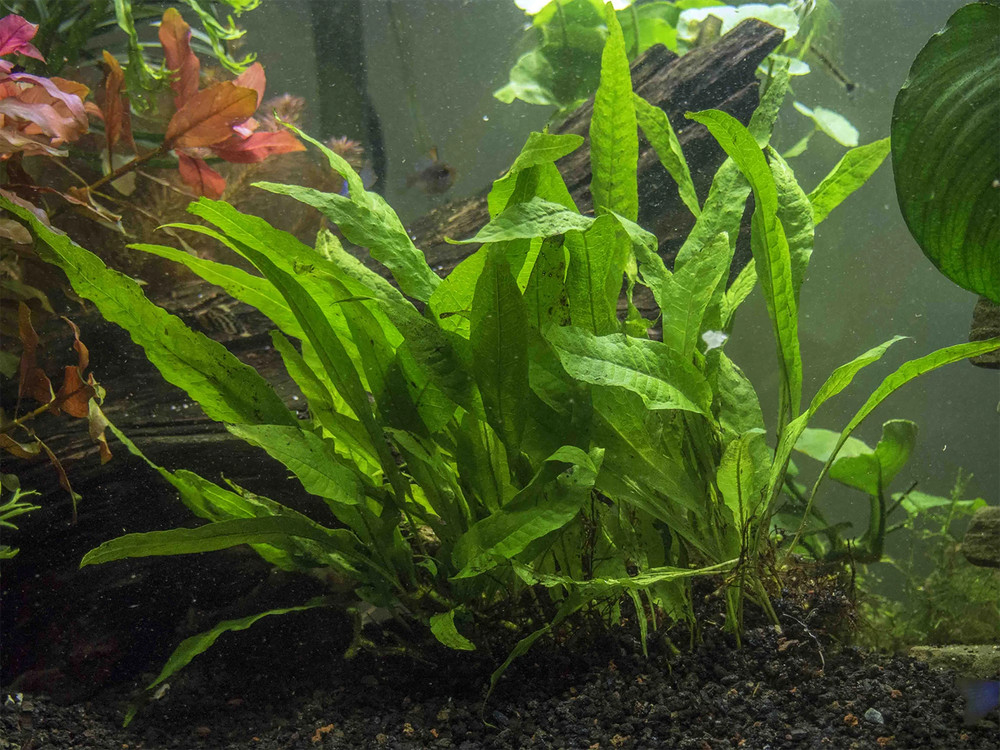 Java Fern (Rooted in Small Lava Rock)