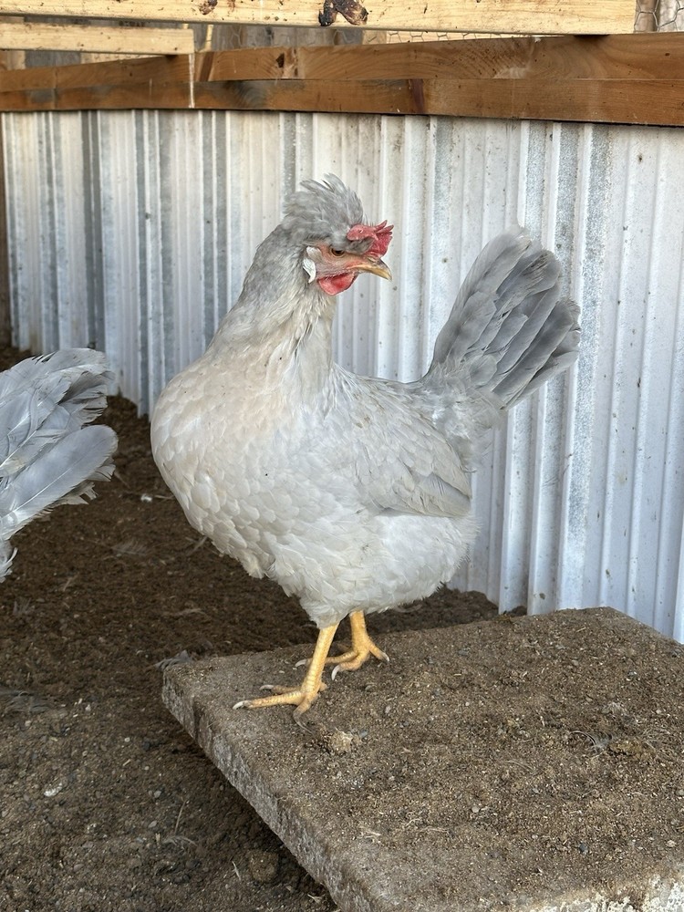 6+ Opal Legbar Hatching Eggs