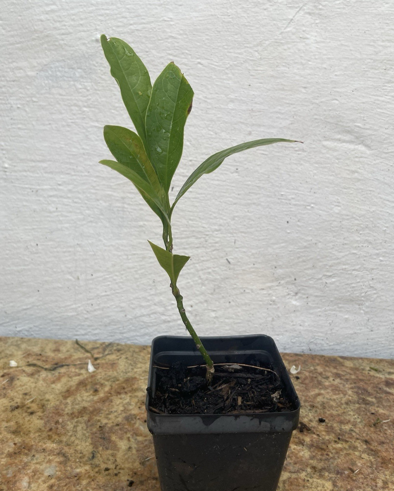 Coco Magnolia live plant