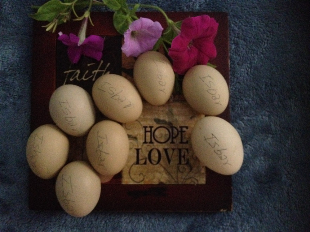 ISBAR ( SILVERUUD ) 100% PURE TYPE ( 12 ) HATCHING EGGS