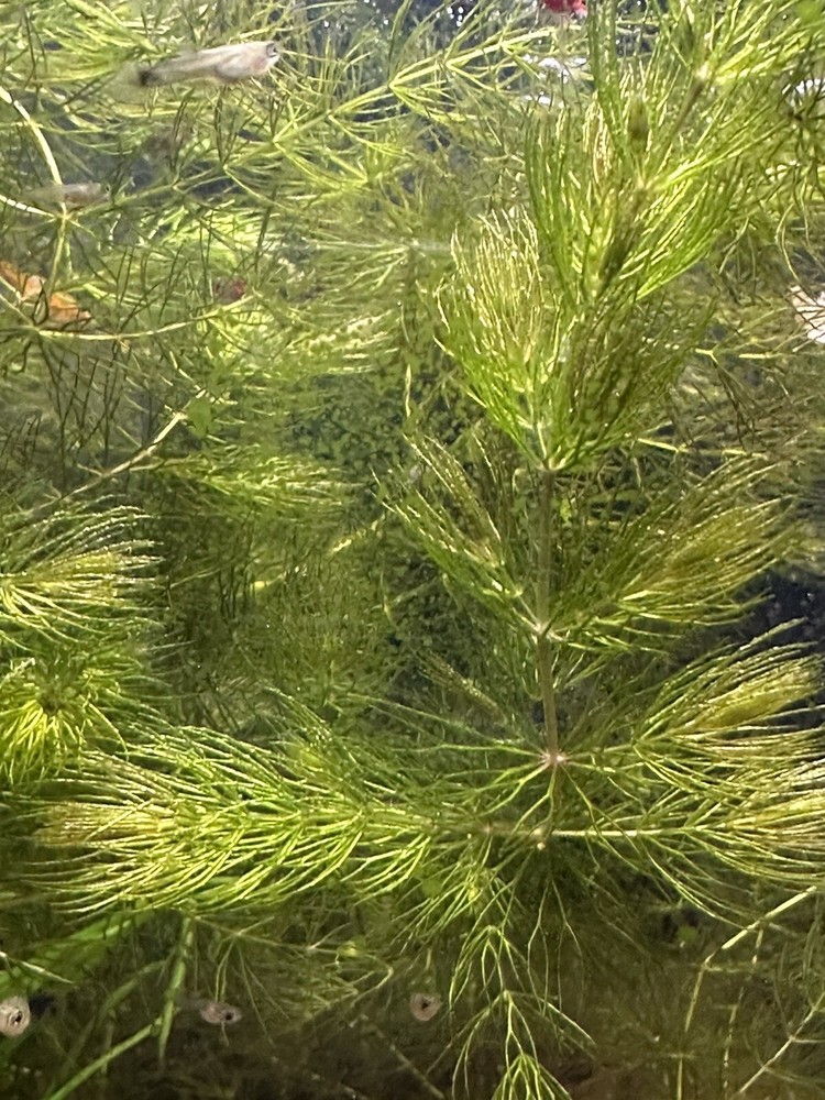 Hornwort Grass 4OZ