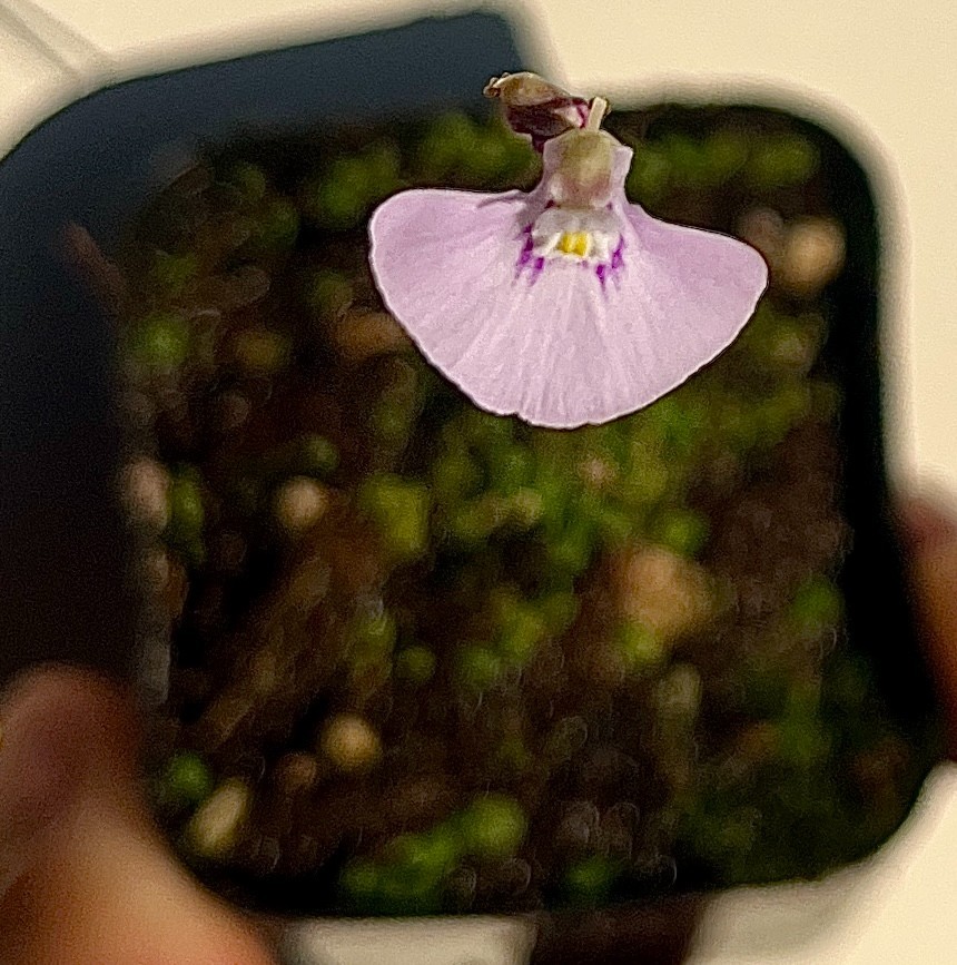 Utricularia uniflora BCP 1" plug