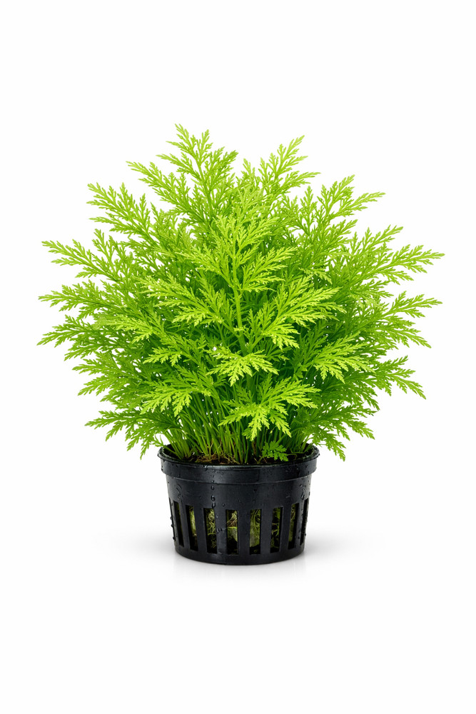 Water Sprite (Indian Fern)