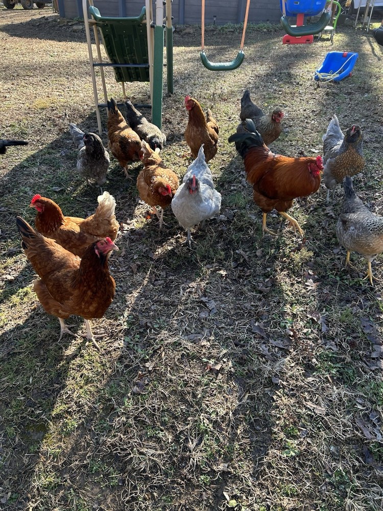 12 Rainbow Barnyard Mix Hatching Eggs