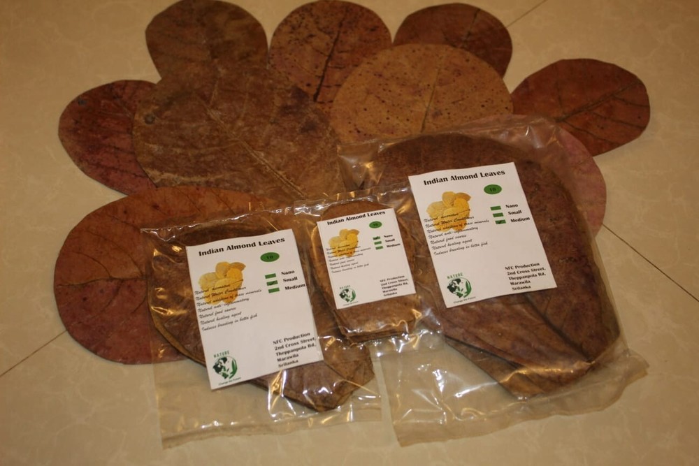 catappa indian almond leaves