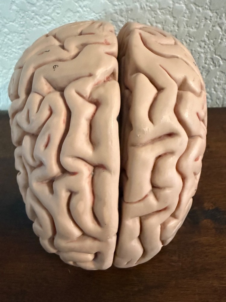 vintage anatomy model brain model 4 pieces