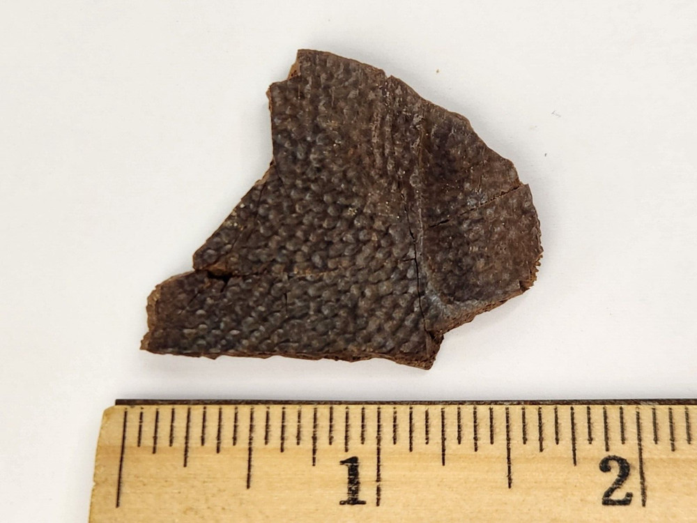 Cretaceous Turtle Shell Fossil - Testudines - Judith River Fm. - Hill Co., MT