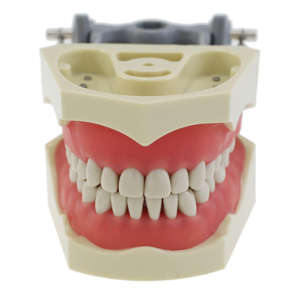 Columbia Dentoform 860 Type Dental Typodont Mounting Pole 32PCS Teeth Removable