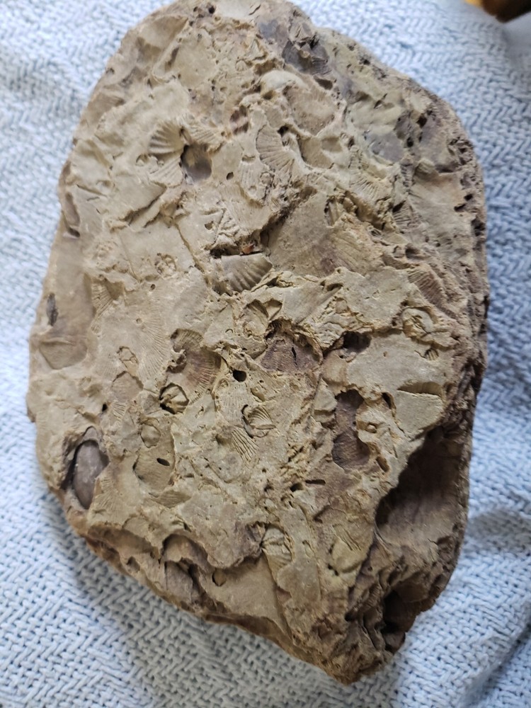 Large Fossil Slab Devonian Period