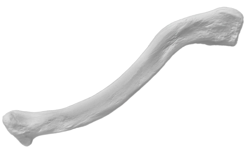 Anatomically Correct Right Side Clavicle Bone Model Realistic PVC Replica