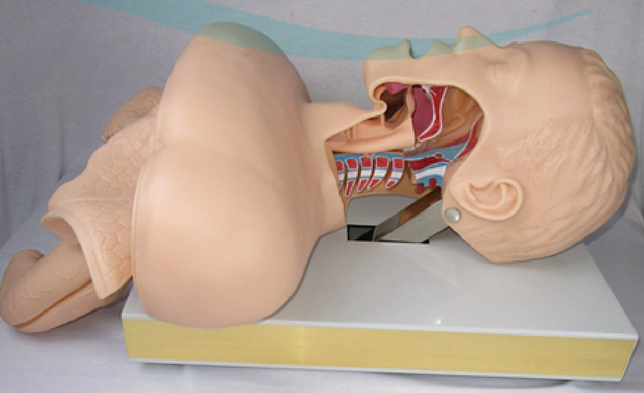 1:1 Tracheal Intubation Training Model Teaching Aids Nursing Training Display