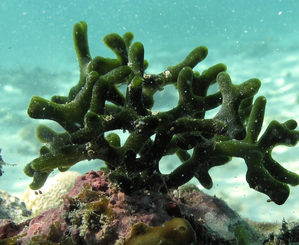 Live Codium Macroalgae 2" Frag/Reef/ Refugium