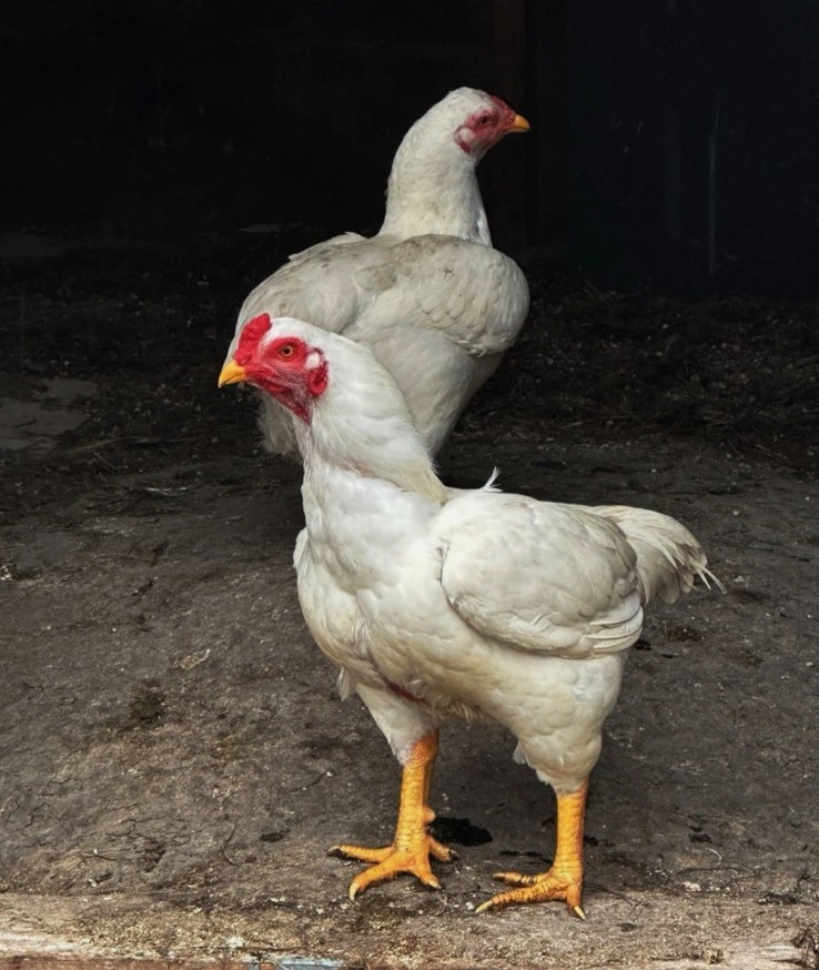 6 NPIP WHITE CORNISH HATCHING EGGS MEAT BIRDS