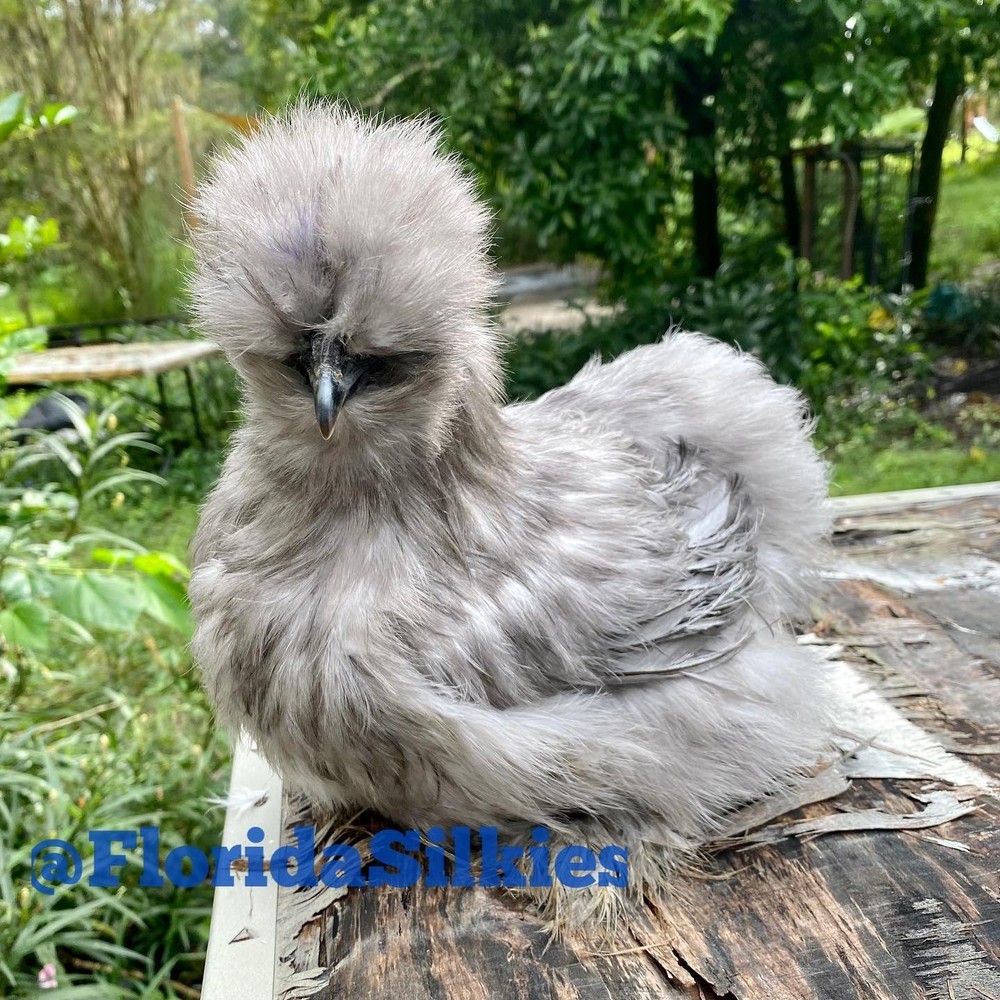 Silkie Hatching Eggs Assorted Colors (READ!) 4+