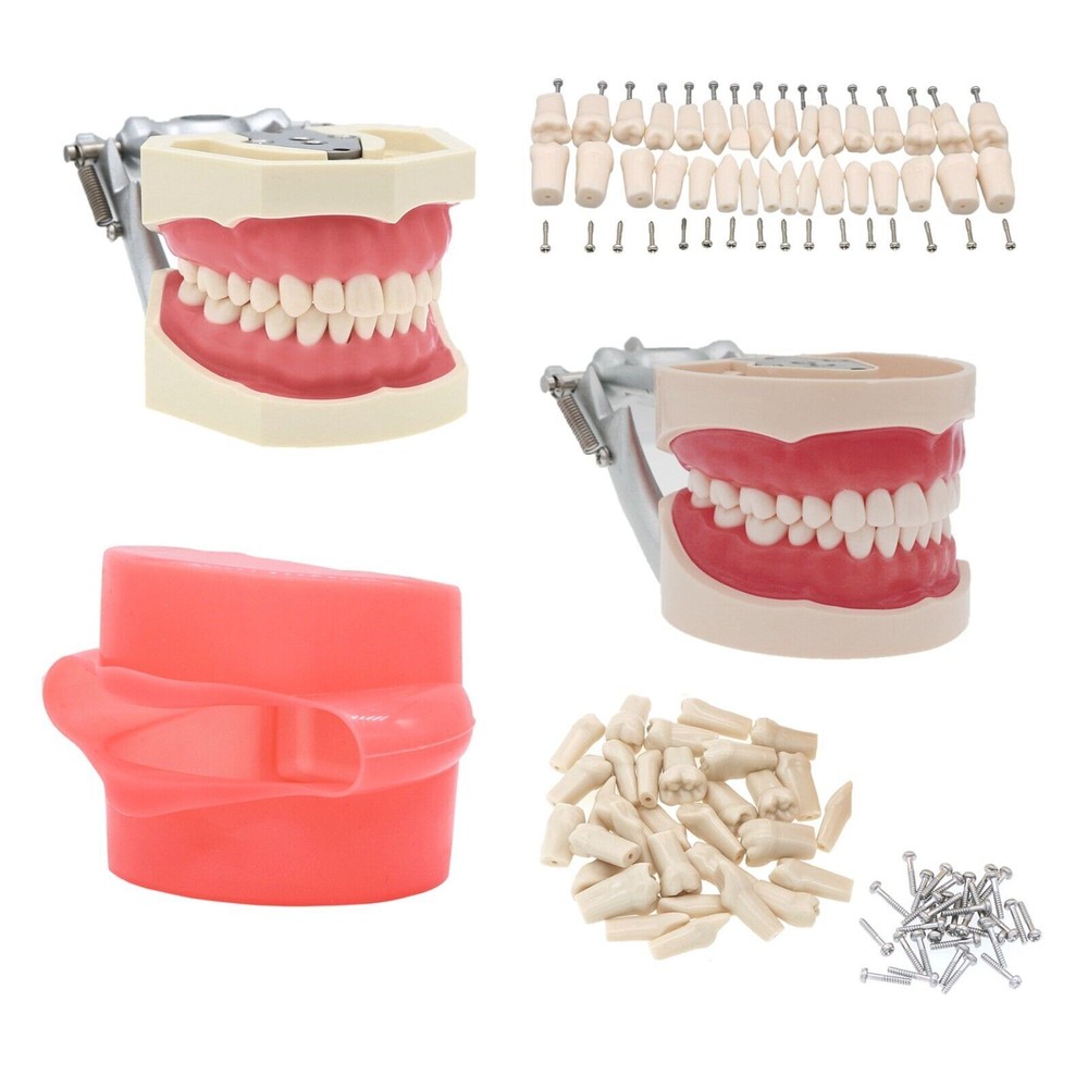Dental Typodont Model Pathological Implant Ortho Perio Demo Practice Teeth Model