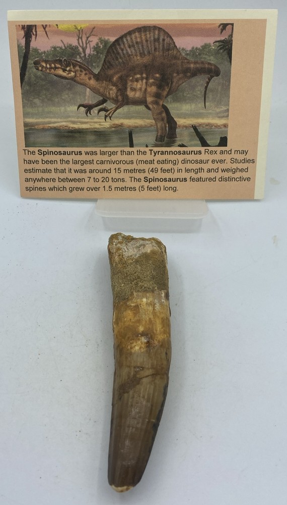Spinosaurus Teeth Dinosaur F0SSIL Before T Rex Cretaceous K513