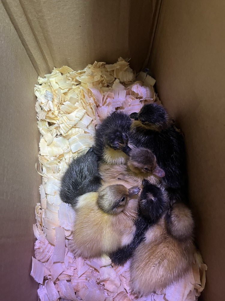 12 Call Duck Hatching Eggs.