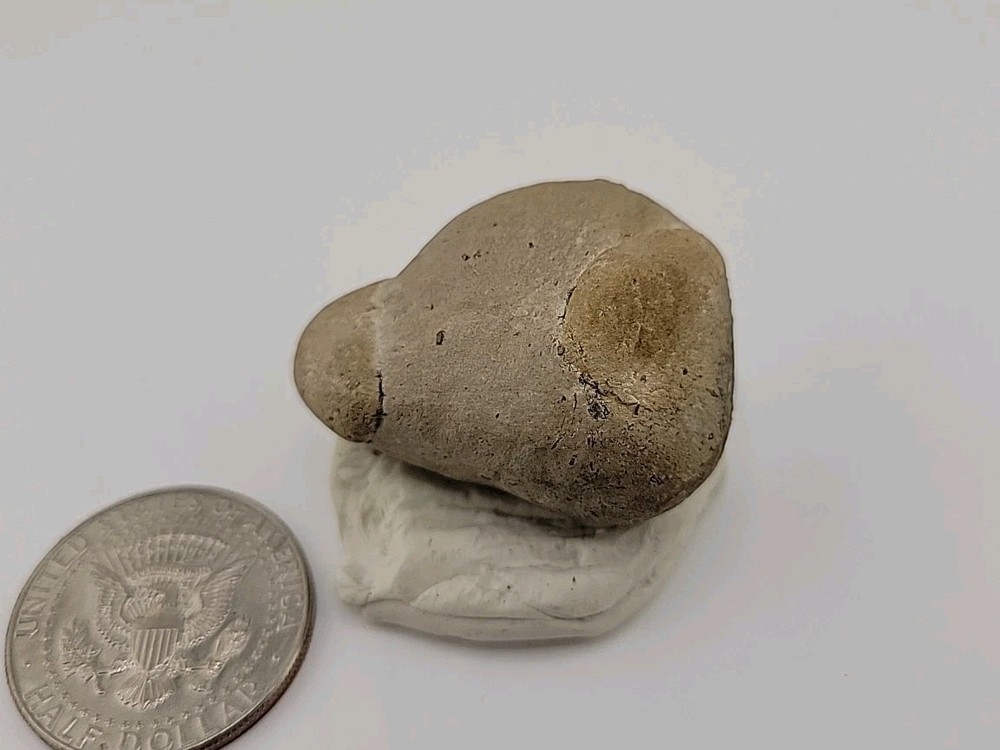 Egg Fossil Permineralized Snake 🐍