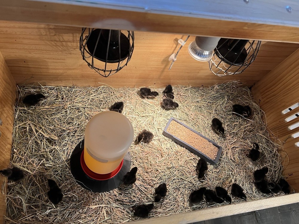 48 All Black Coturnix Quail Hatching Eggs