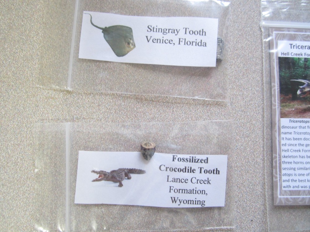 Dinosaur, Mammal, Sharks Teeth Kit
