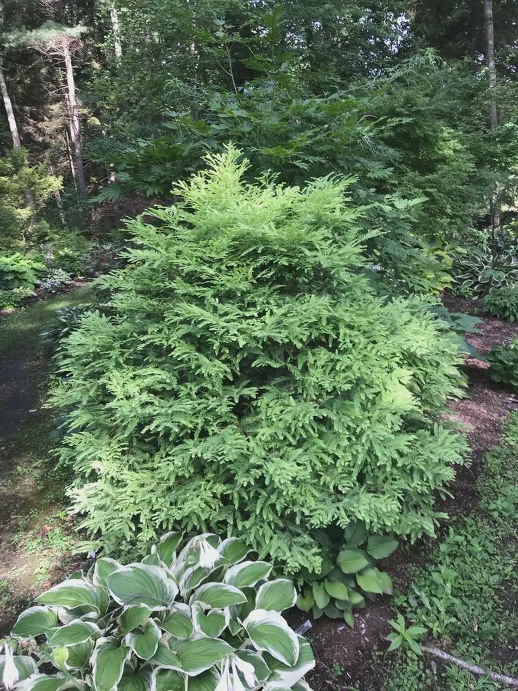 Variegated Dawn Redwood 'Northlight'– Rare Dwarf Tree- #1 Container