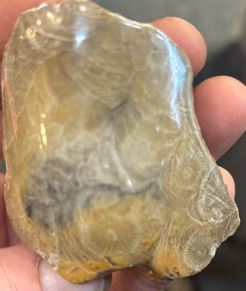 Petrified Coral End Polished