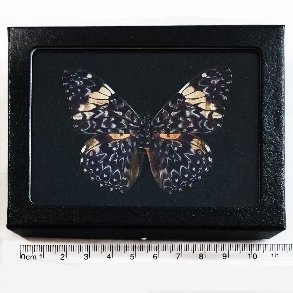 Hamadryas amphinome RECTO framed BLACK BACKGROUND blue white butterfly Peru