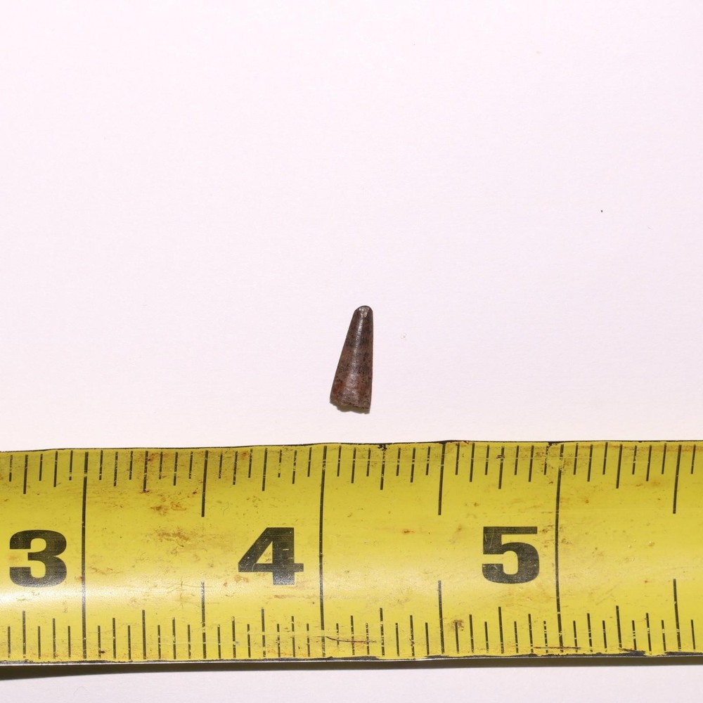 Richardoestesia Tooth GREAT SERRATIONS Hell Creek Formation Cretaceous