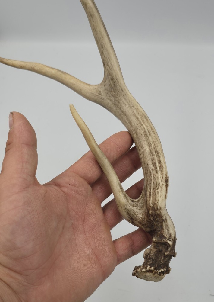 Unique deer antler shed ✅️