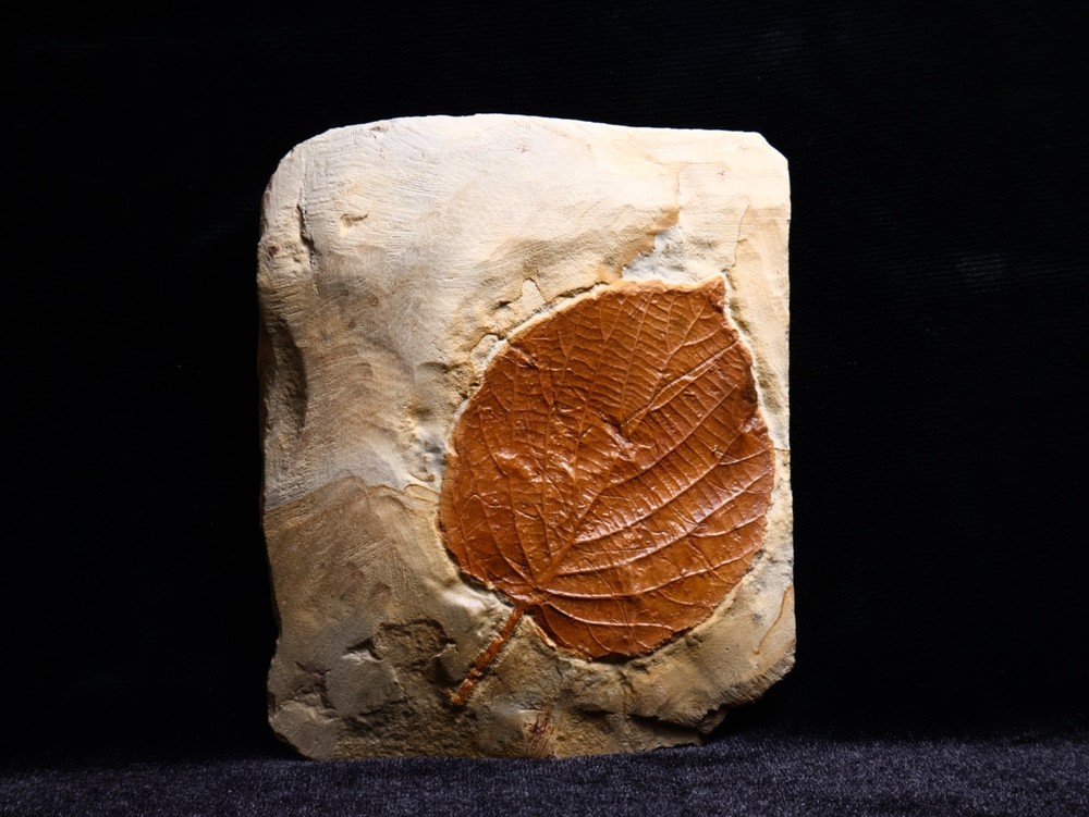 Niiice Leaf Fossil, Glendive, MT