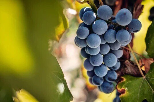 Black Spanish ‘ Favorite’ Wine Grape Vine
