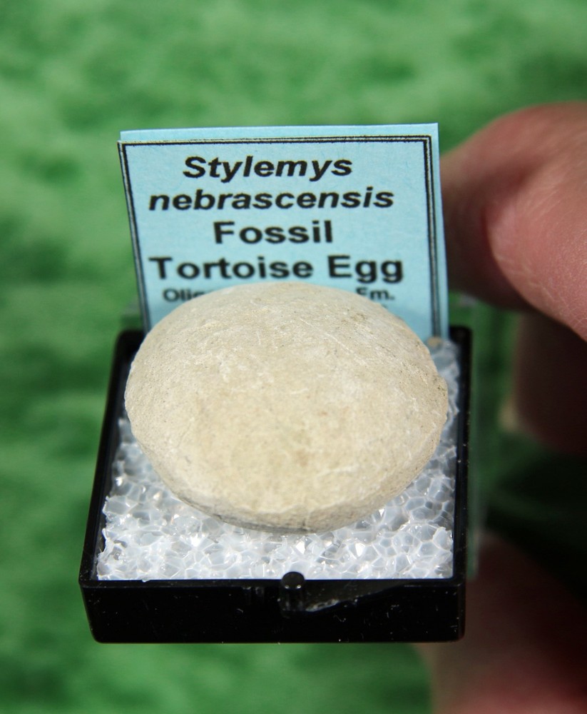 Stylemys nebrascensis - Nice Tortoise Egg