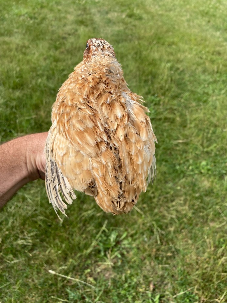 45 Jumbo Italian Quail Hatching Eggs