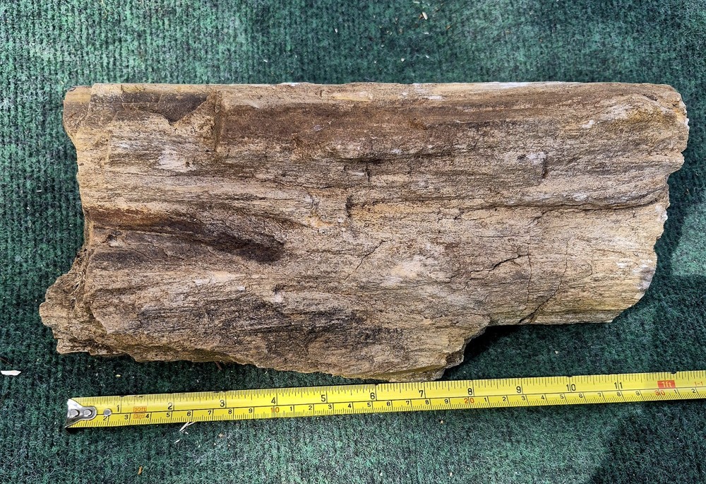 12in. Petrified Wood