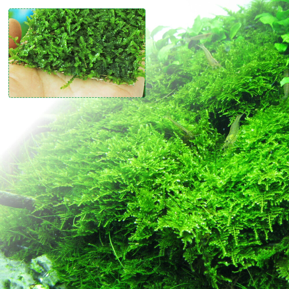 Flame Aquarium Java Christmas Aquarium