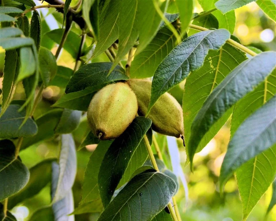 3 White Walnut Tree 12-24" Juglans cinerea Bare Root