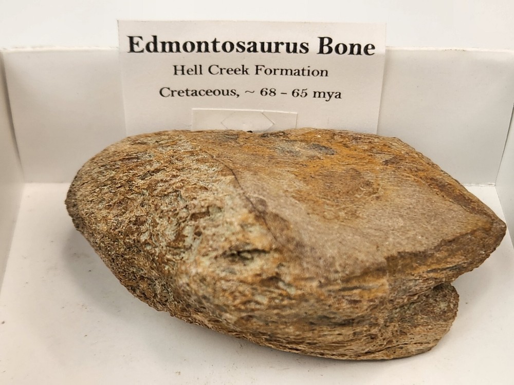 Edmontosaurus Dinosaur Bone Fossil - Hell Creek Fm.