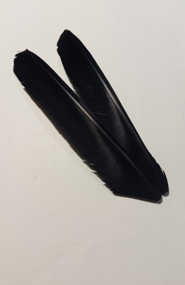 Black￼￼ ￼Turkey Biot Quills Fly Tying Grade￼￼