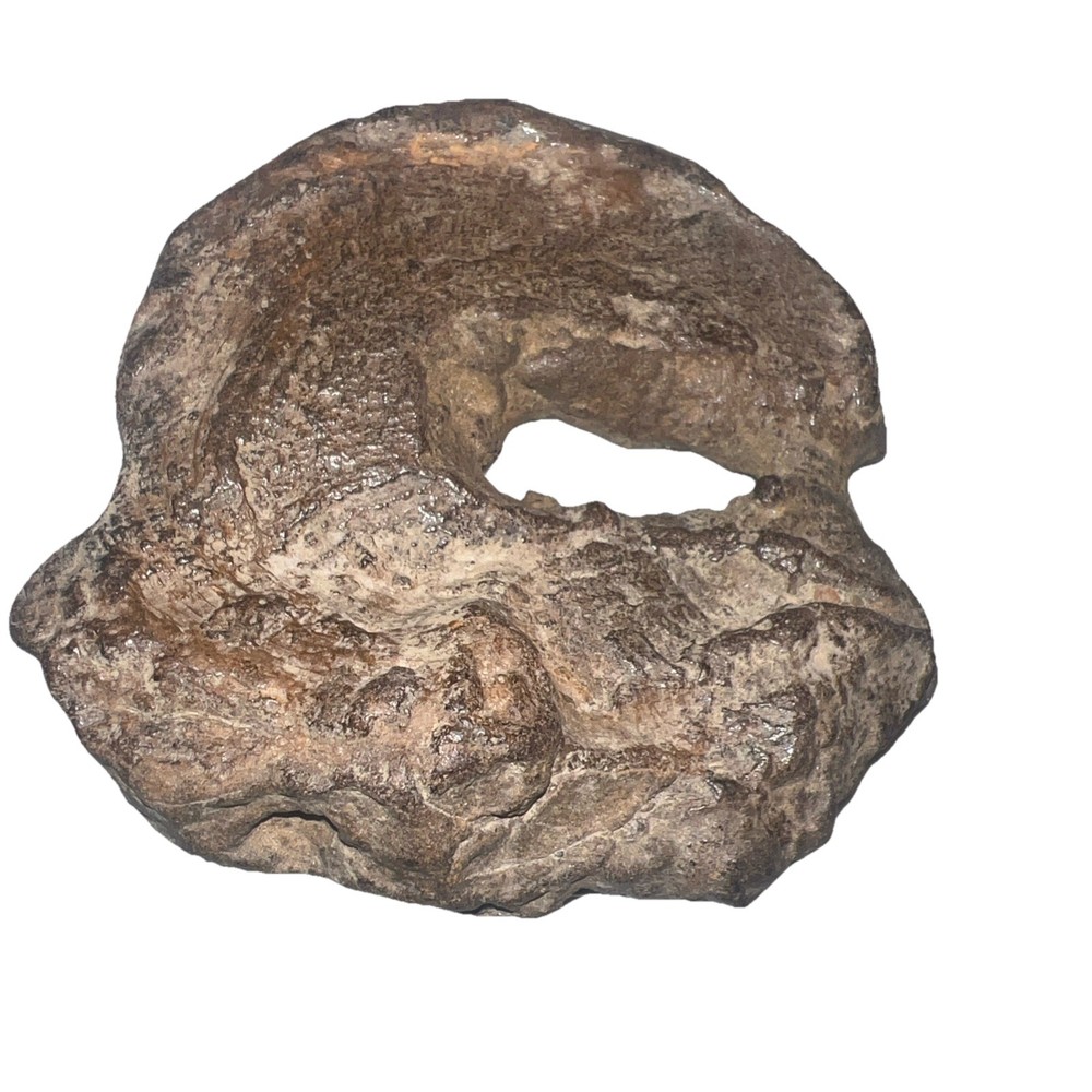Natural hag stone 8.0 oz.