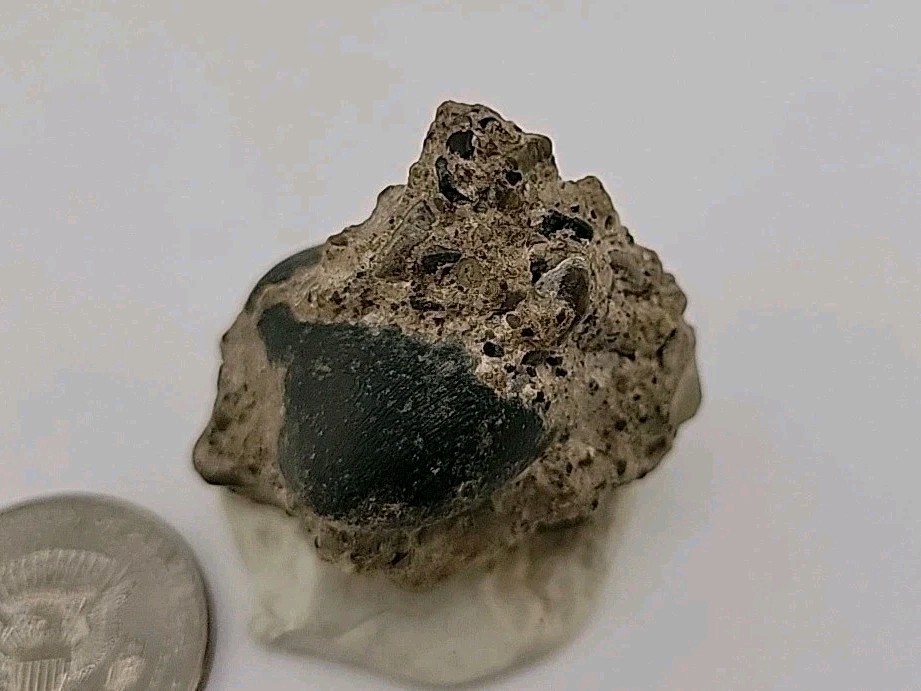 Real Permineralized Reptile Egg Fossil