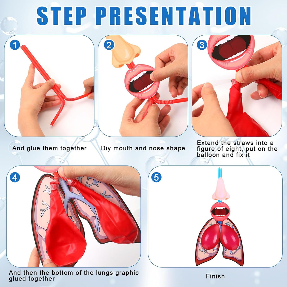 24 Sets Lung Model Respiratory System Model Toys Science Classroom Study Display