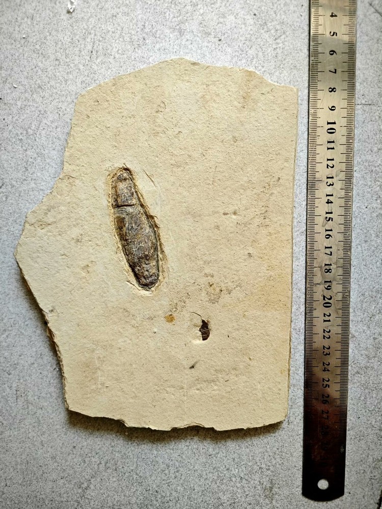 Real and unique ancient insect fossils c01