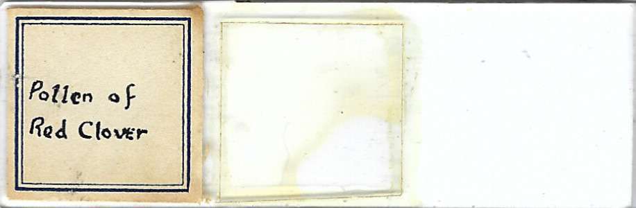 Red Clover Pollen Microscope Slide