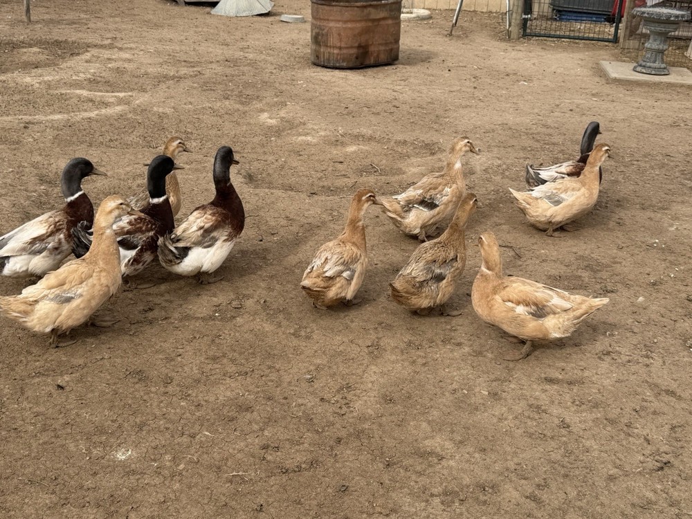 Saxony Duck Hatching Eggs