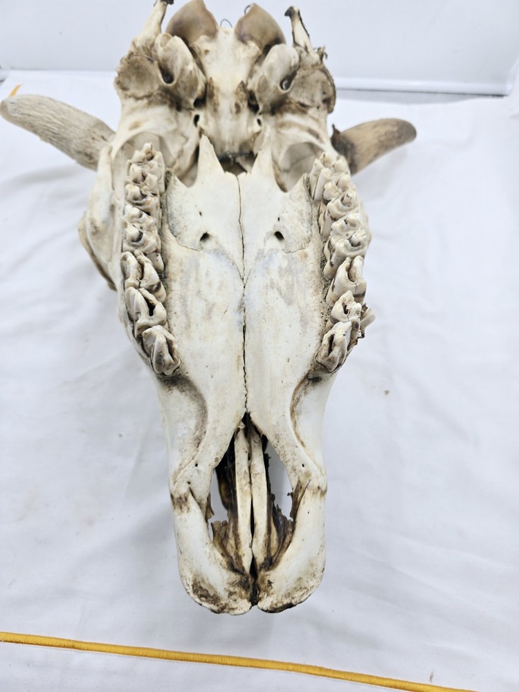 Steer Skull 19x18"