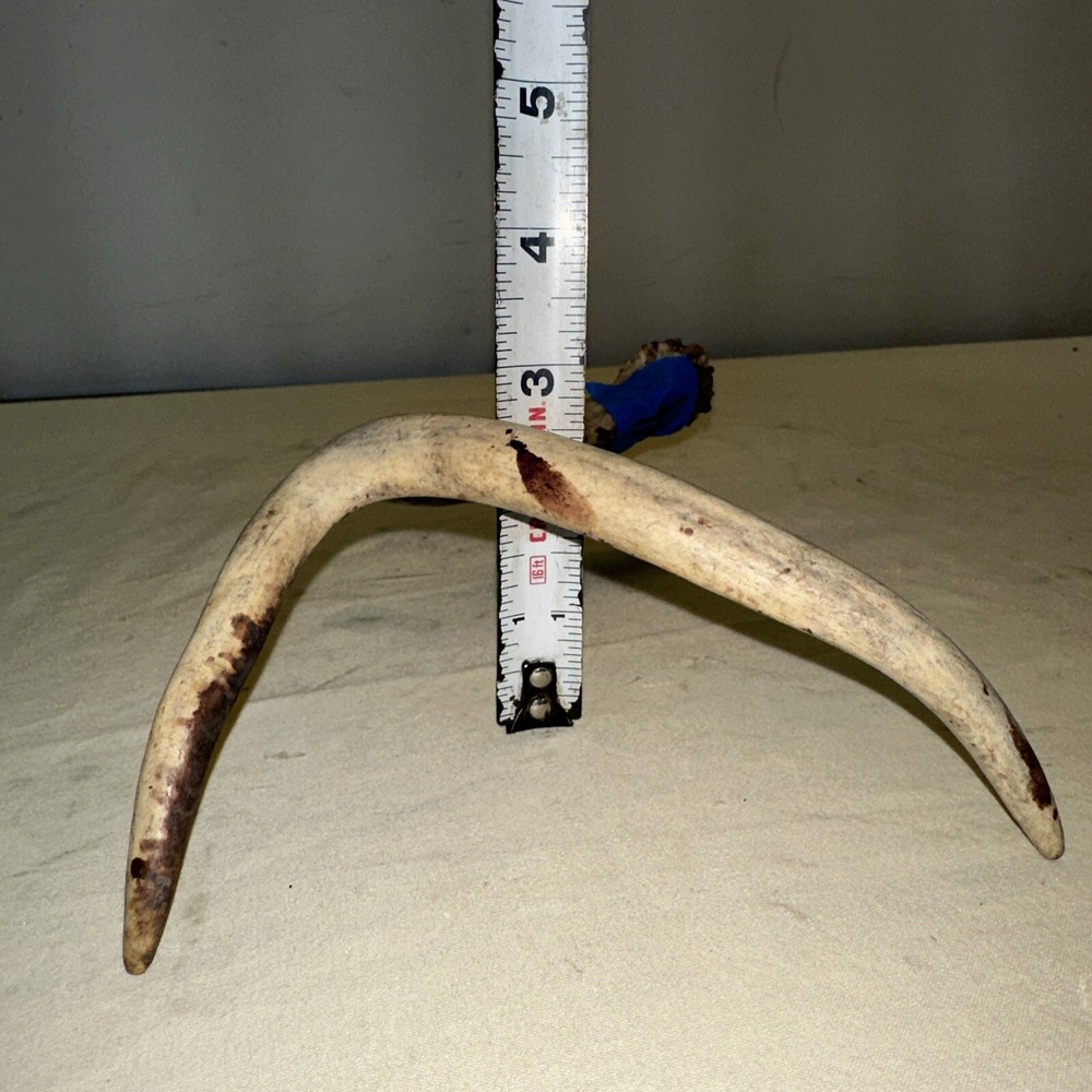 Single Whitetail Deer Antler Shed ~ 3 Points