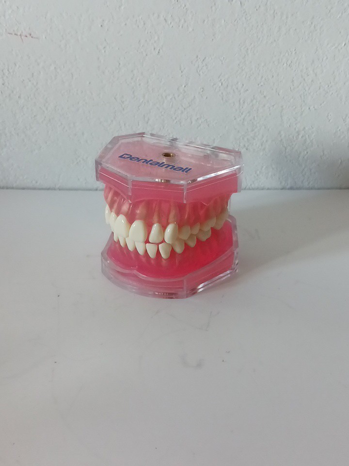 Dental Demonstration Teeth Model - Standard Study Teaching Model