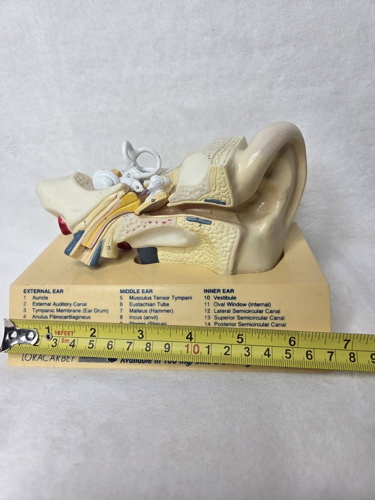 Vintage 1994 Human Ear Model