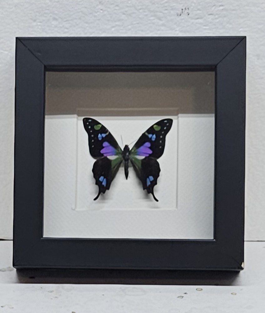 Real framed Purple Spotted Swallowtail in custom shadowbox